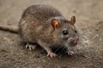 Tratamiento contra ratas y ratones desratización en Pamplona 31001