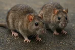 Tratamiento contra ratas y ratones desratización en Baztán 31700